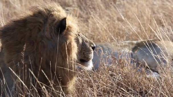 Close Male Lion Lays Grass Falls Asleep Wild — ストック動画