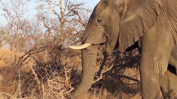 Elephant Searching Food Amongst Dry Grass Trees Winter African — ストック動画