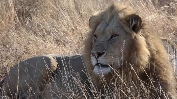 Male Lion Rests Tall Grass Africa Peacefully Gazing Land — Vídeos de Stock