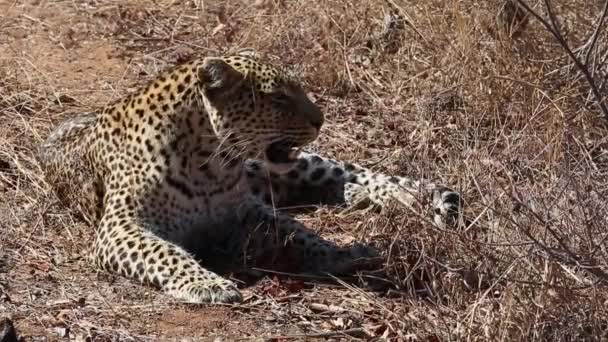 Angry Female Leopard Resting Dry Grass She Shows Her Teeth — Vídeo de Stock