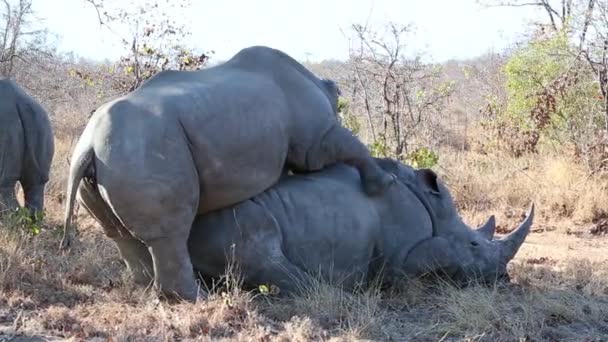 Medium Shot White Rhinos Mating Wild Side View — Vídeo de stock