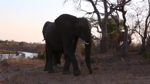 Group Elephants Walk Line Watering Hole Wild Africa — Stock video