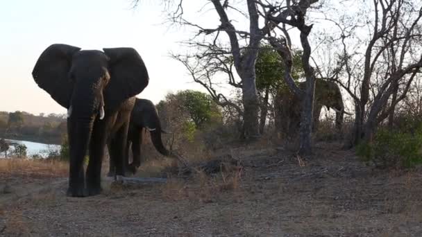 Elephant Walks While Others Background Graze Trees Wild — Stockvideo