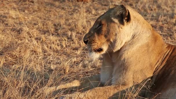 Close Tired Lioness Falling Asleep Sitting Grass Wild Africa — стоковое видео