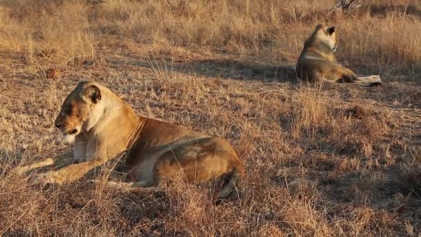 Female Lions Lay Each Other Basking African Sun — стоковое видео