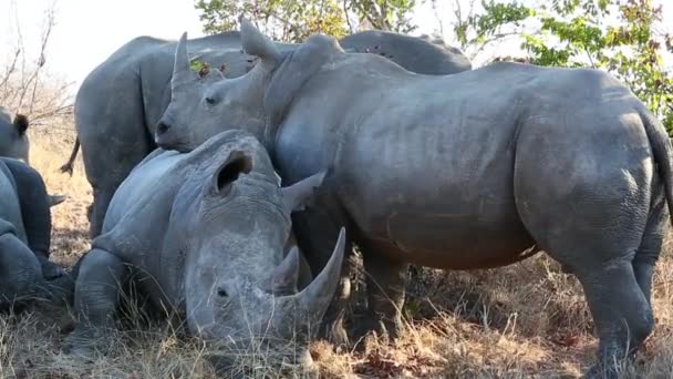 Friendship Two White Rhinoceroses One Rests Other — Vídeo de stock
