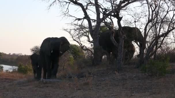 Group Elephants Graze Watering Hole Africa — Video