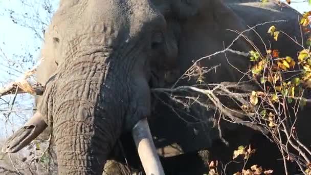 Close Bull Elephant Broken Tusk Eating Wild — Stock Video