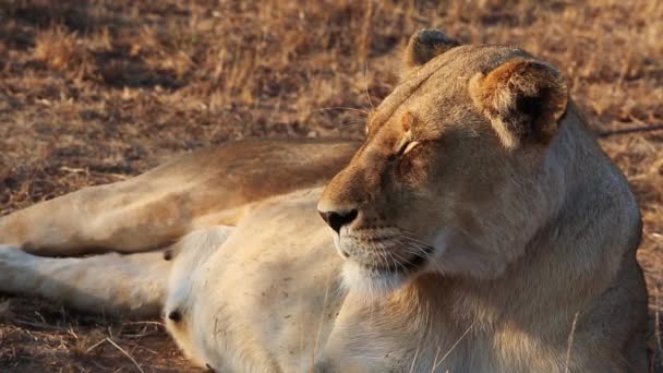 African Female Lion Basking Early Morning Sun Wild — Stockvideo