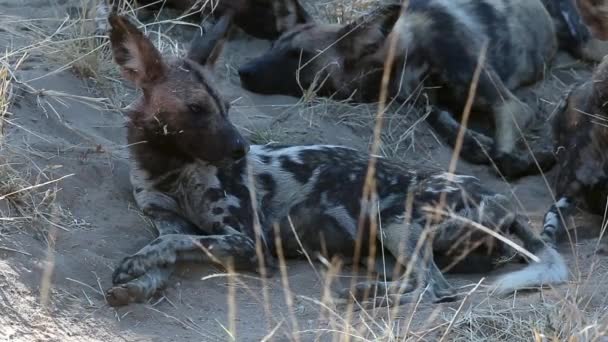 Close African Wild Dog Laying Rubbing His Head Sand Looking — Vídeos de Stock