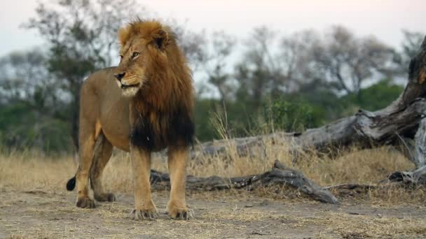 Male Lion Looking Walking Out Shot Kruger National Park — ストック動画