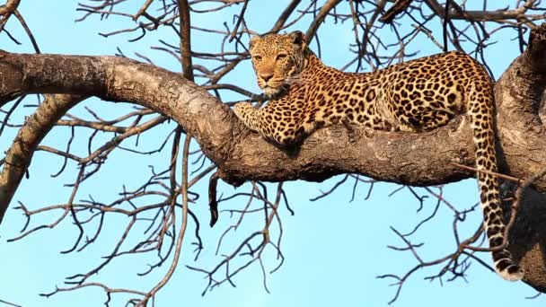 Stunning Shot Female Leopard Resting Tree Branch Sunset — Vídeo de Stock