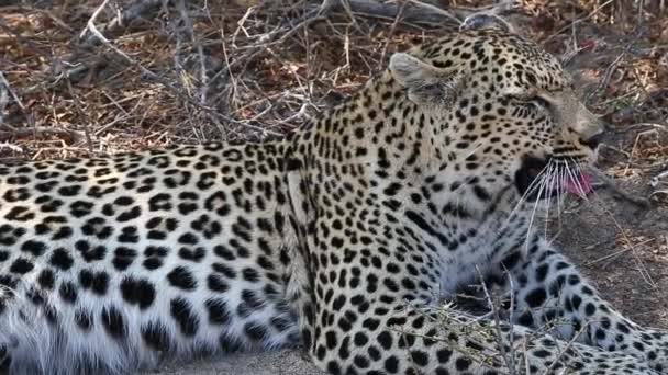 Yawning Female Leopard Close — Stockvideo