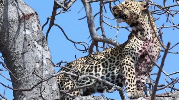 Old Female Leopard Tree Africa — Vídeo de stock