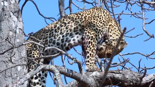 Leopard Tree Licking Injured Leg Hunt — Vídeo de Stock