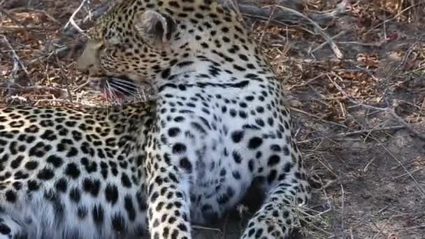 Close Female Leopard Laid Grooming Kruger National Park — Stockvideo