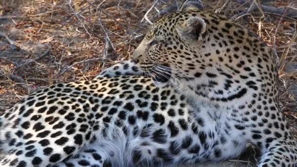 Close Female Leopard Resting Funny Posture She Pants Hot African — Vídeo de Stock