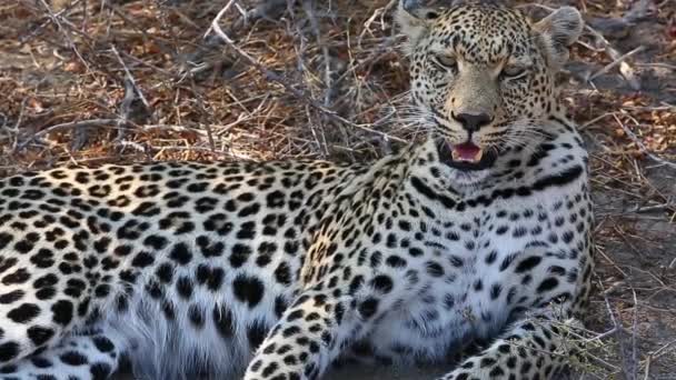 Close Stunning Female Leopard Panting — Video