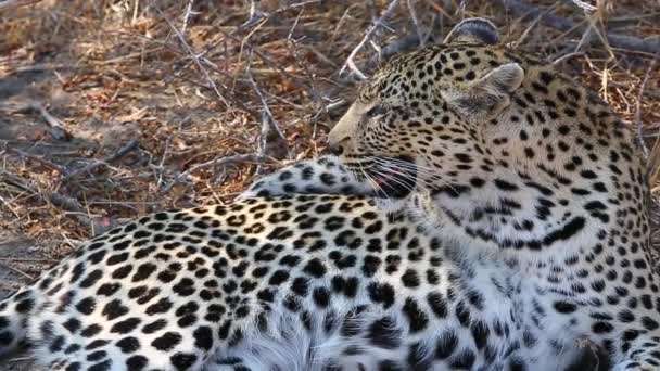 Close Female Leopard Resting Funny Posture Looks Forward Camera — ストック動画