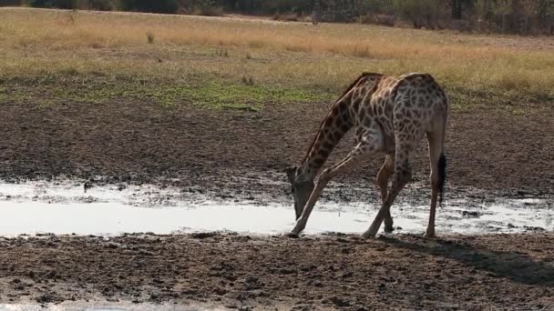 Large Giraffe Drinking Waterhole Pausing Lookout Predators — Vídeos de Stock