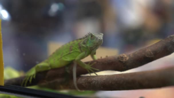 Slow Motion Young Green Iguana Who Stays Still Piece Wood — Vídeo de stock