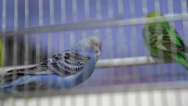 Chubby Blue Green Yellow Taming Parakeet Sort Birdcage Slowmotion — Video