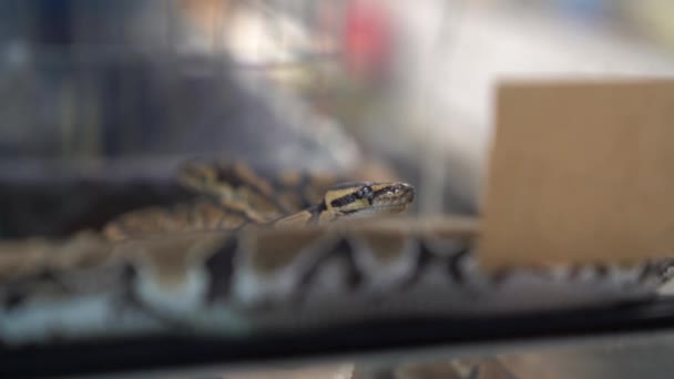 Slow Motion Big Long Scaly Snake Glass Cage While Looking — Stock Video