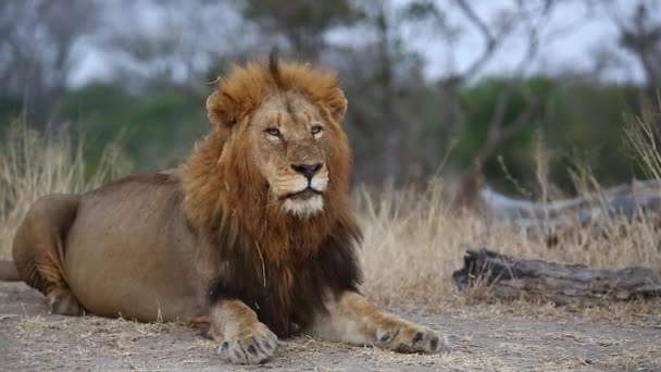 Close Male Lion Laying African Wilderness Looks — Stockvideo