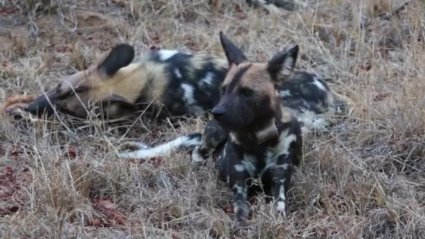 Two African Wild Dogs Eating Animal Carcass One Dog Has — ストック動画