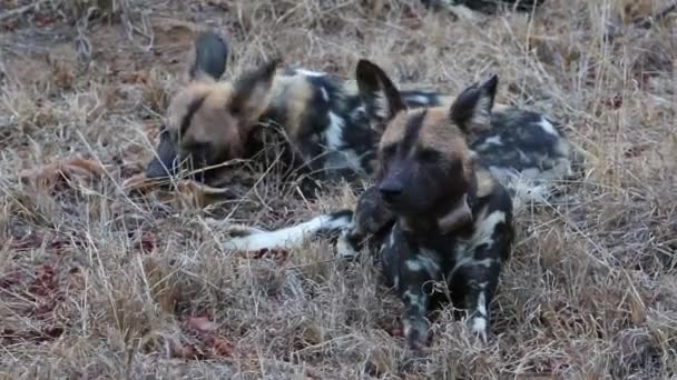 Two African Wild Dogs Laid One Eating Animal Carcass — Vídeo de stock