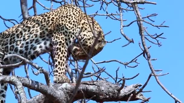 Old Experienced Female Leopard Licks Blood Her Limbs Successful Hunt — Vídeos de Stock