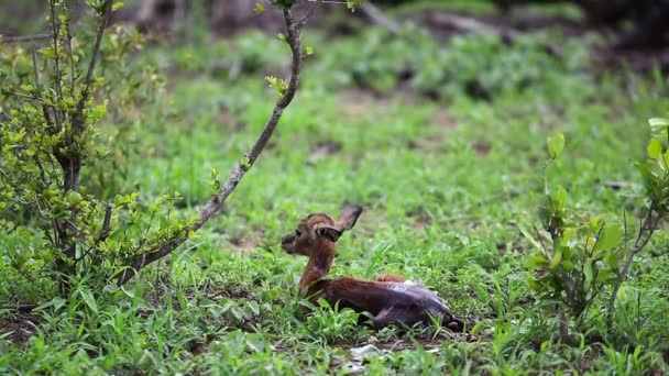 Newborn Impala Antelope Sits Grass Waiting Mom Return — Vídeo de Stock