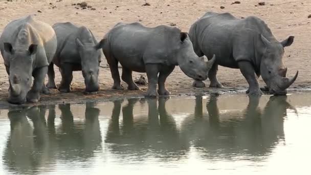 Group White Rhino Drinking Waterhole Timbavati Nature Reserve — Stock Video