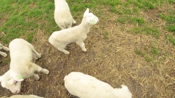 Young Curious Lamb Looking Camera — Video Stock