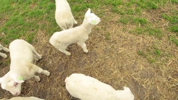 Jong Nieuwsgierig Lam Kijken Omhoog Naar Camera — Stockvideo