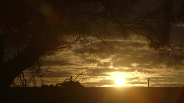 Backlit Silhouette Tree Branch Moving Wind Rich Golden Sunset — Video Stock