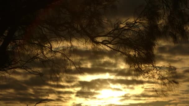 Cloudy Sunset Backlit Silhouetted Whispy Tree Branches Moving Wind — Video Stock