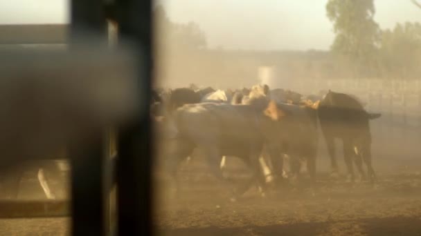 Herd Cows Running Away Camera Dusty Ground Out Focus Fence — Video Stock