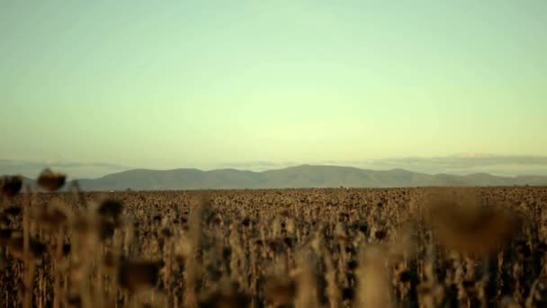 Track Field Dead Sunflowers Mountain Range Background — стоковое видео