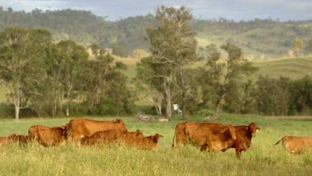 Herd Cows Walking Freely Green Farmland Middle Day — Wideo stockowe