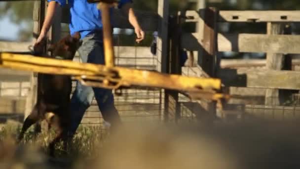 Pracující Dobytek Pes Chůzi Skákání Kolem Nohou Muže Jak Chodí — Stock video