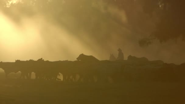 Cowboy Wrangling Cattle Dry Dusty Field Sunset — Video