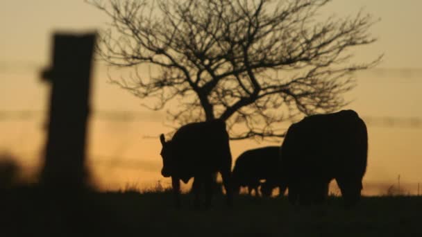 Silhouette Cows Walking Field Sunset Backlit Bare Tree Background Wire — Wideo stockowe