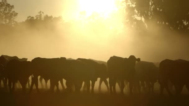 Cows Walking Freely Dusty Field Sunrise Cowboy Riding Horse Background — 비디오