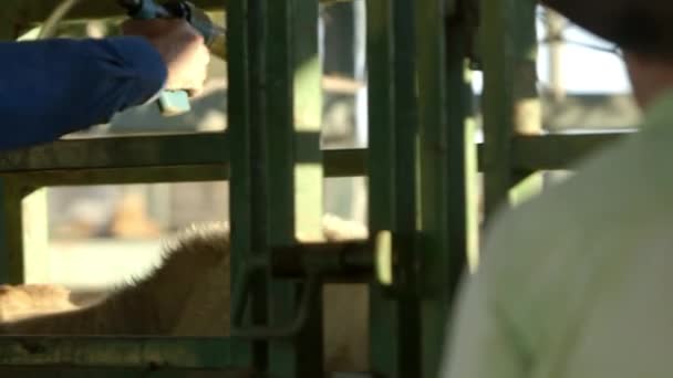 Farmer Spraying Medicine Cow Cattle Yard — Vídeos de Stock