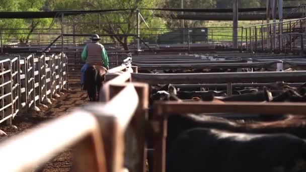 Cowboy Riding Horse Cattle Sale Australia — ストック動画