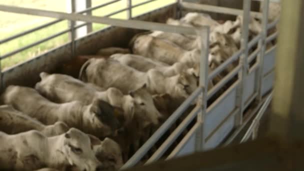 Cows Tossed Together Cattle Sale Event — Stockvideo