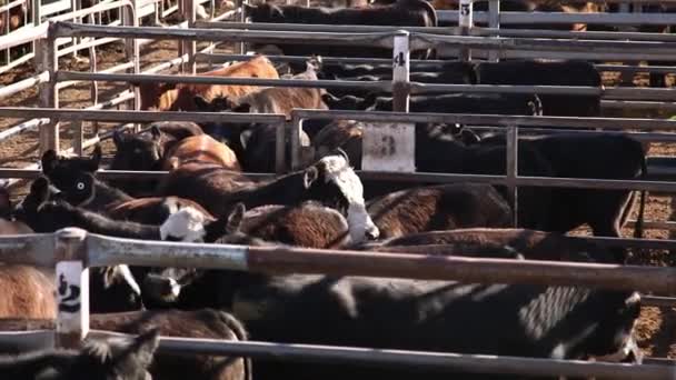 Cows Grouped Together Enclosure Cattle Sale — Video Stock