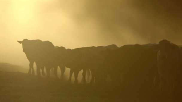 Heavily Backlit Cows Kicking Dusty Ground Sunset — Video Stock