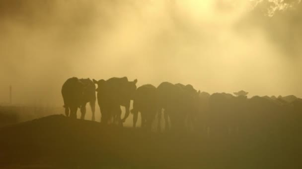 Heavily Backlit Herd Cows Dusty Ground Sunset — Stockvideo